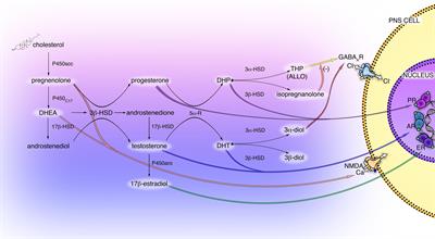 Genomic and Non-genomic Action of Neurosteroids in the Peripheral Nervous System